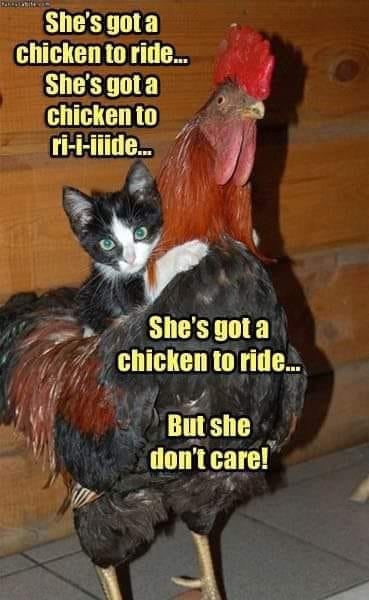 Name:  Chicken_To_ride.jpg
Views: 2442
Size:  37.7 KB