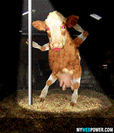 Name:  funny_cow_nipples.gif
Views: 2192
Size:  17.3 KB