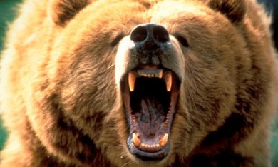 Name:  grizzly-bear-attacks-teen-007_0.jpg
Views: 104
Size:  22.8 KB